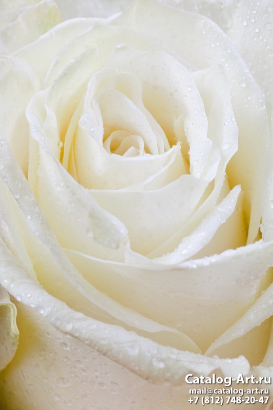 Натяжные потолки с фотопечатью - Белые розы 7